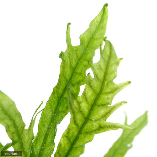 �ʿ���˥ߥ������ꥦ��sp���ե������꡼�աʿ����աˡ�1��ʬ��