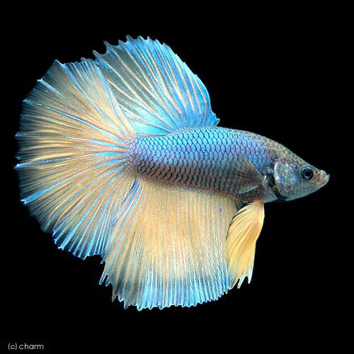 乐天商城 - （熱帯魚）ベタ・ハーフムーン　マスタード　オス（1匹）　北海道・九州航空便要保温