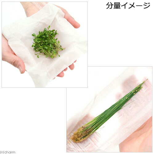 �ʿ���˥����å����ƥ����ޡʿ����աˡ�̵�����ˡ�1�ˡܥإ������饹�����硼�ȡ�̵�����ˡ�2��