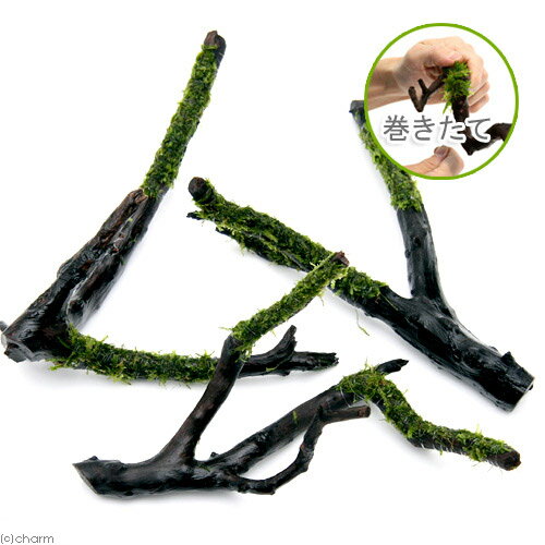 (水草)巻きたて ウィローモス 枝状流木 Sサイズ(約10cm〜)(水中葉)(無農薬)(1本)