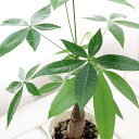 (観葉植物)パキラ 4号(1鉢)