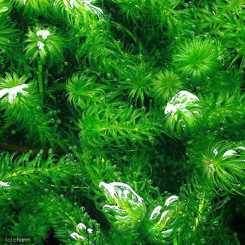 �ʿ���˥��졼�ȥ⥹�ʥ����ꥢ���ʥ䥹�ˡʿ����աˡ�̵�����ˡ�20�ܡ�ͭ���𡡸���𡡹�������