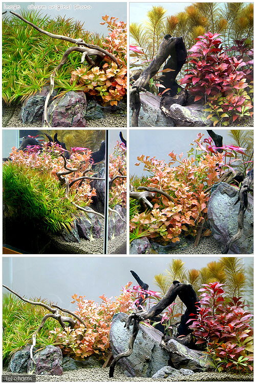 charm 3980 楽天市場店の（水草）水の中の紅葉セット（無農薬）（水上葉）（1パック）｜アングル2