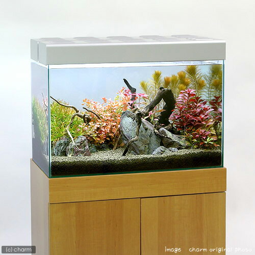 �ʿ���˿����ι��ե��åȡ�̵�����ˡʿ���աˡ�1�ѥå���