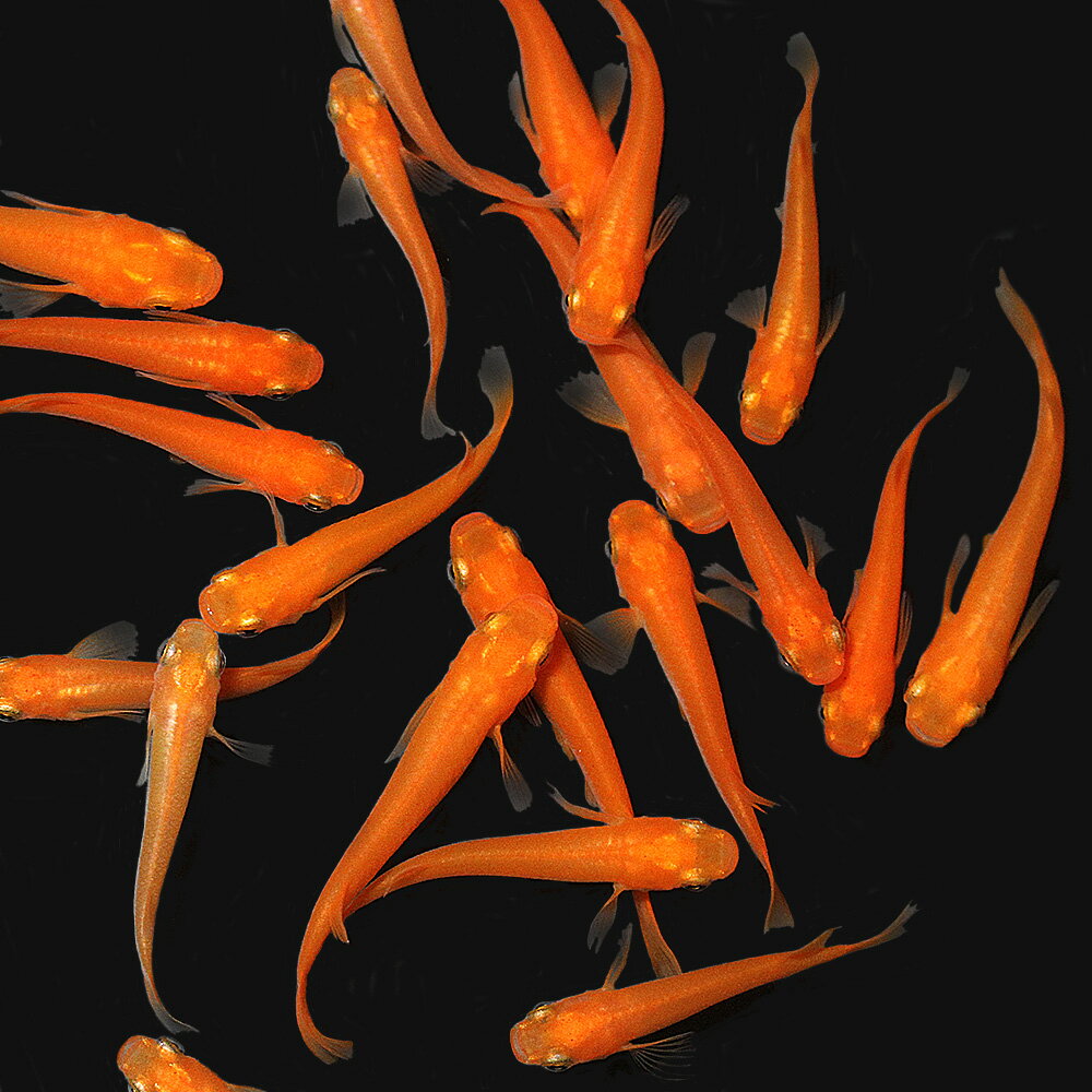 �ʤ�����ˡʿ�����̵��ޥ�������̵��ޥ������4ɤ�ˡܥޥĥ��̵�����ˡ�5�ܡ�