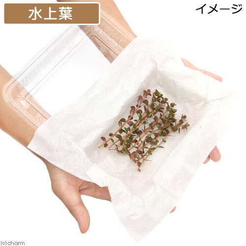 （水草）ロタラ　ロトンディフォリア　ベトナム　Gia　Lai産（水上葉）（無農薬）...