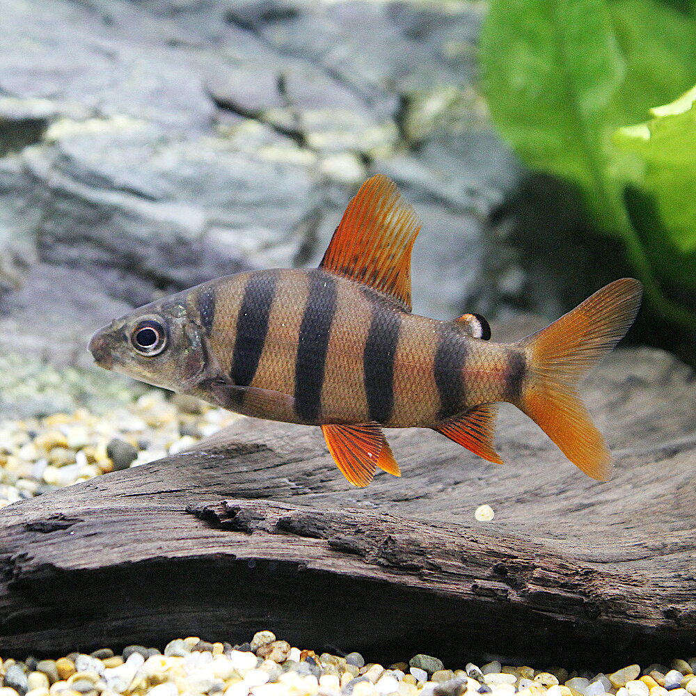 Neon Tetra - （熱帯魚）ショートノーズクラウン・テトラ（1匹）　北海道・九州航空便要保温
