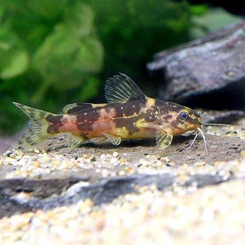 （熱帯魚）モコキエラ・パイネイ（1匹）　北海道・九州航空便要保温