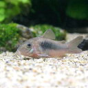 (熱帯魚)コリドラス・アエネウス(3匹) 北海道航空便要保温