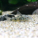 (熱帯魚)コリドラス・パレアタス(3匹) 北海道航空便要保温