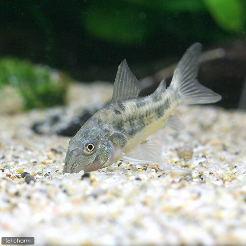 ��Ǯ�ӵ��˥���ɥ饹���ѥ쥢������3ɤ�ˡ��̳�ƻ���彣�Ҷ������ݲ�