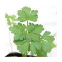 (観葉植物)ハーブ苗 パセリ イタリアンパセリ 3〜3.5号(1ポット) 家庭菜園 料理