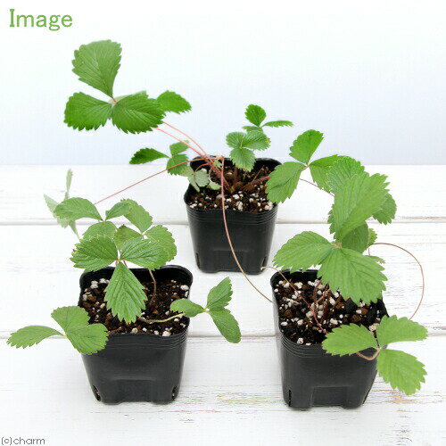 （観葉植物）ハーブ苗　ワイルドストロベリー　白実　3号（1ポット）　家庭菜園