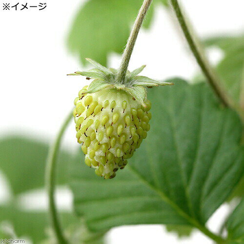 （観葉植物）ハーブ苗　ワイルドストロベリー　白実　3号（1ポット）　家庭菜園