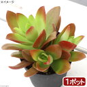 (多肉植物)クラッスラ 火祭り 2.5~3号(1ポット)