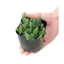 (観葉植物)ハーブ苗 セント ジョーンズ ワート 3号(1ポット) 家庭菜園 ティー