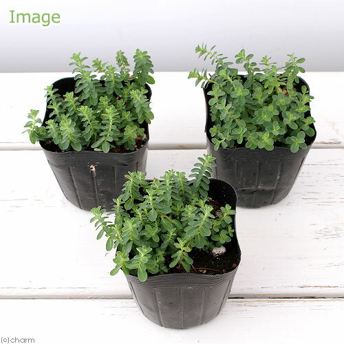 （観葉植物）ハーブ苗　セント　ジョーンズ　ワート　3号（1ポット）　家庭菜園　...