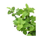 (観葉植物)ハーブ苗 ハニーサックルゴールデン 3号(1ポット) 家庭菜園 アロマ