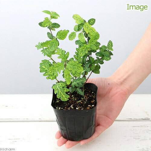 （観葉植物）ハーブ苗　ハニーサックルゴールデン　3号（1ポット）　家庭菜園　アロマ