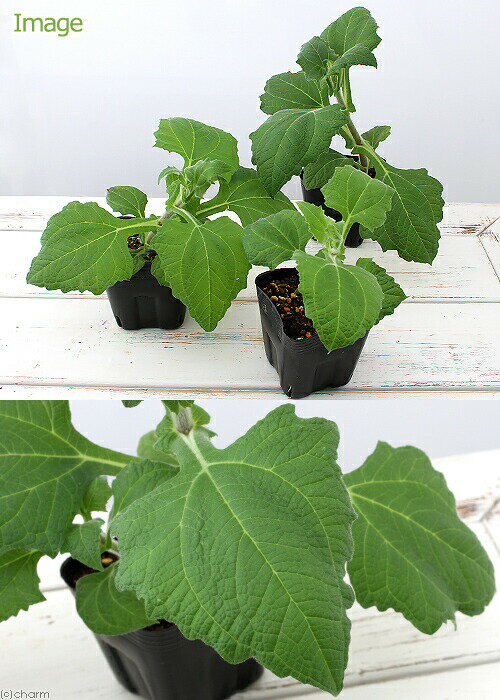 （観葉植物）野菜苗　ヤーコンの苗　3〜3．5号（1ポット）　家庭菜園