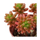 (多肉植物)セダム 虹の玉 2.5~3号(1鉢)
