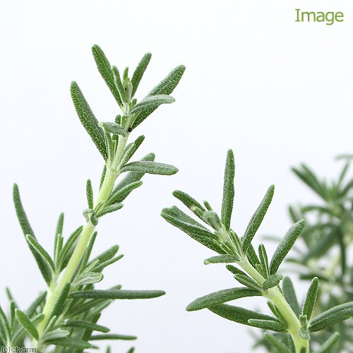 （観葉植物）ハーブ苗　ローズマリー　シメリングスターズ　半匍匐性　3号（1ポット）　家庭菜園