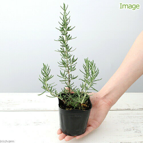 �ʴ��տ�ʪ�˥ϡ����ġ��������ޥ꡼���ޥ���륫�ԥ󥯡�Ω����3���1�ݥåȡˡ������ڱ�