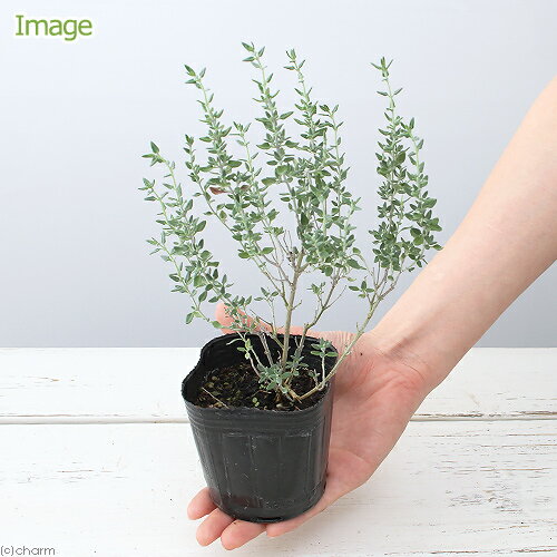 （観葉植物）ハーブ苗　キャットタイム　3号（1ポット）　家庭菜園