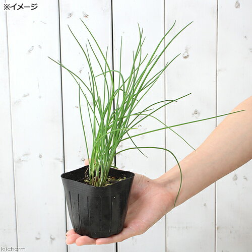 （観葉植物）ハーブ苗　チャイブ　3号（1ポット）　家庭菜園　料理　クラフト