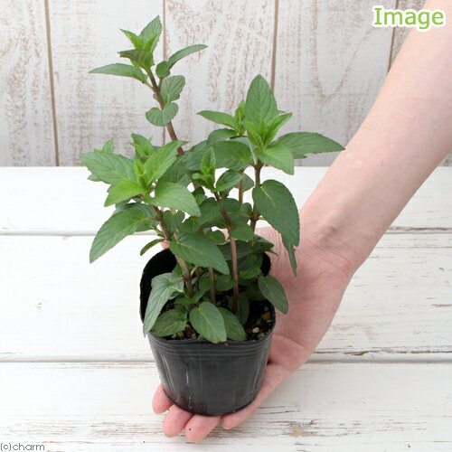 （観葉植物）ハーブ苗　ミント　キャンディ　3号（1ポット）　家庭菜園