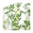 (観葉植物)ハーブ苗 タイム ラベンダー 3号(1ポット) 家庭菜園 料理