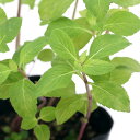 (観葉植物)ハーブ苗 ミント ジンジャー 3号(1ポット) 家庭菜園