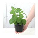 (観葉植物)ハーブ苗 ミント ニホンハッカ ほくと 3号(1ポット) 家庭菜園