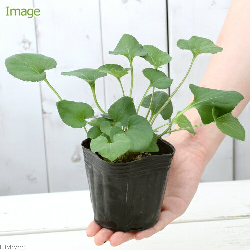 （観葉植物）ハーブ苗　スイートバイオレット（ニオイスミレ）　黄色　3号（1ポッ...
