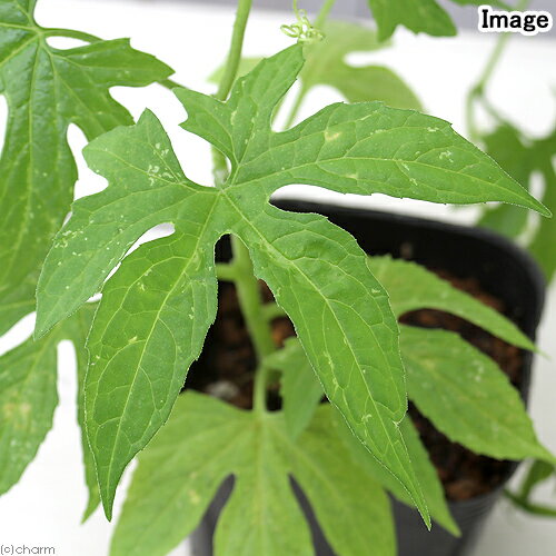 （観葉植物）オキナワスズメウリ　3号（1ポット）　家庭菜園