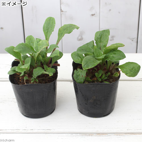 （観葉植物）ハーブ苗　キャンピオン　レッド　3号（1ポット）　家庭菜園