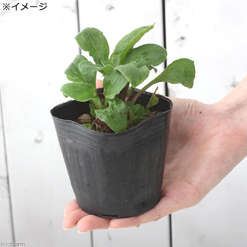 （観葉植物）ハーブ苗　キャンピオン　レッド　3号（1ポット）　家庭菜園