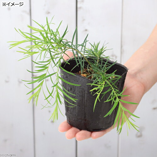 （観葉植物）ハーブ苗　ティーツリー　メディカルティーツリー　3号（1ポット）　...