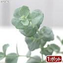 （観葉植物）ユーカリ　銀世界（プルベルレンタ）　3号（1ポット）　家庭菜園　オージープランツ