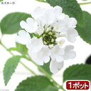 (観葉植物)ランタナ コバノランタナ ホワイト 3号(1ポット)