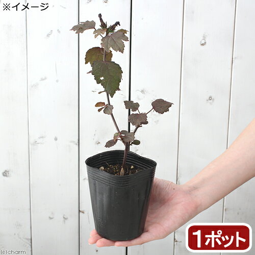 （観葉植物）ハーブ苗　ローゼル　レッド　3号（1ポット）　ハイビスカス　家庭菜園