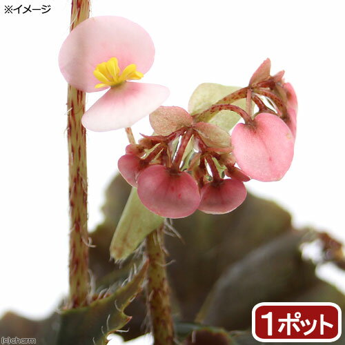 （観葉植物）根茎性ベゴニア 黒鷲 3．5号（1ポット）