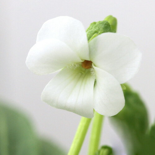 （山野草）スミレ（菫）スミレ 初雪（ハツユキ）2．5～3号（1ポット）（休眠状態）