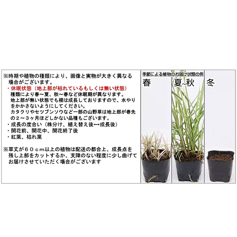 （山野草）スミレ（菫）ゆうぎり（夕霧）2．5〜3号（1ポット）（休眠状態）