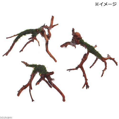 （水草）巻きたて　ウィローモス　ブランチアーチ流木（水中葉）（無農薬）（1本）