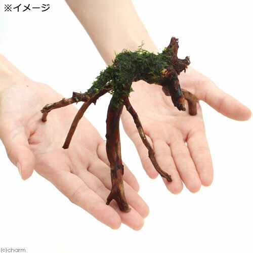 （水草）巻きたて　ウィローモス　ブランチアーチ流木（水中葉）（無農薬）（1本）