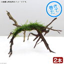 (水草)巻きたて ウィローモス ブランチアーチ流木(水中葉)(無農薬)(2本)