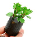 (水草)ウォーターウィステリア(水上葉)ログポット付(無農薬)(1個)
