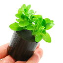 (水草)ウォーターバコパ(水上葉)ログポット付(無農薬)(1個)