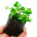 (水草)グリーンロタラ(水上葉)ログポット付(無農薬)(1個)